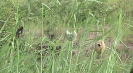 Thick-billed Weaver pair displaying at their nest in Phragmites rushes