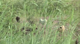 A pair of Thick-billed Weavers at their nest - female inspecting, male displaying