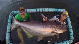 Moment man reels in massive catfish dubbed 'Muhammad Ali' in Thailand