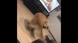 Dog catches tail