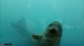 A seal has avoided a 'slow and painful' death after it was found with a plastic ring stuck around its neck