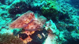 Courting cuttlefish laying eggs. Male lays reassuring tentacle on female