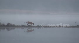 Mystical tiger sighting caught at dawn in Ranthambore park, India