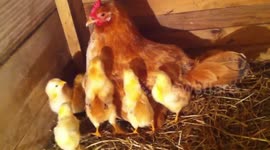 small chicks  and chicken