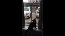 Cat does pull ups