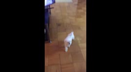 Survey *said:*  It's *not* the doorbell!