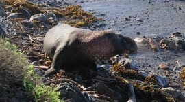 Male elephant seal with a lot to say