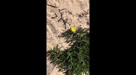 Flowers grow on the beach