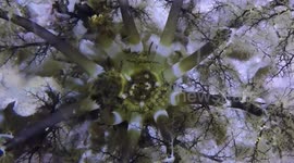 Magnum sea cucumber feeding (Neothyonidium magnum; 0.5 m); Triton Bay, Papua, Indonesia