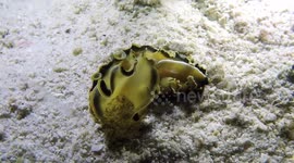 Polyclad Flatworm (Pseudobiceros flowersi; 0.1 m),  on substrate, taking 