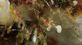 Pontohi Pygmy Seahorse (Hippocampus potohi; 7 mm [!!!]) swimming and anchored; Sanggala Bay, Papua, Indonesia