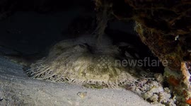 Tassled Wobbegong Shark, Tassled Carpet Shark (
