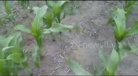 Escardillada de maiz