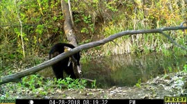 bear hair-loss bottom 28Apr2018