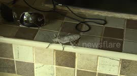 Africa's HUGE insects – a Bark Katydid near my sunglasses!