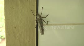 Africa's HUGE insects – a Bark Katydid climbing on a tiled wall