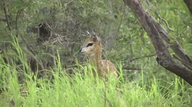 A Klipspringer antelope ram posing on a rock