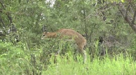 Two Klipspringer rams together