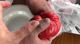 Showing a big juicy tomato