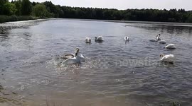 Swan fight.