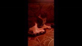 Funny cat scared of clipper