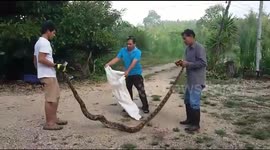Huge python found wrapped around tree branch