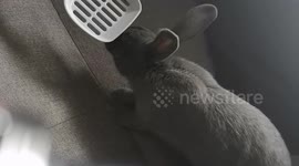 Bunny falls over her own feet