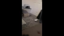 Attack of the bunny!