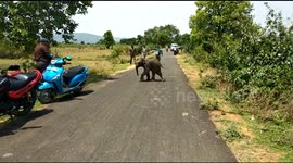 Lost but rambunctious elephant calf chases away selfie seekers
