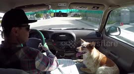 Skyler the surfing dog rides the waves in Santa Cruz, California