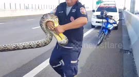 Python caught after causing traffic jam on motorway