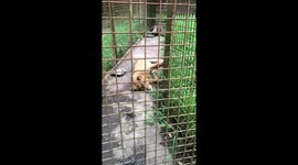 Sad neglected lioness cub in dirty zoo in Philippines