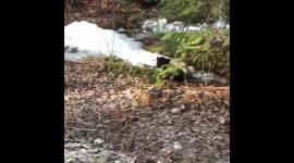 Baby bear woke up and  looking for mama!