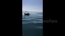 Kayaker has beautiful dolphin encounter in Cornwall