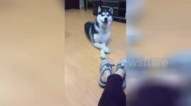 Ingenious husky mimics owner's leg movements