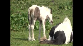 Foal hassles and annoys mother horse for milk