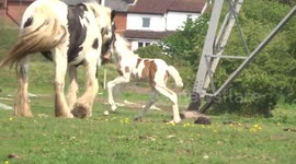Adorable young foal frollicking in the sun
