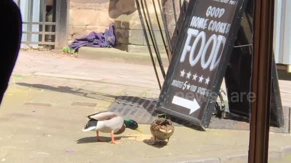 Mallard duck pair enjoying pub food in Worcester city centre