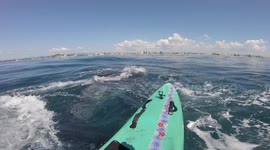Whale calf hit paddleboarder