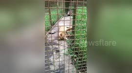 Save this 'locked up and weak' lioness cub from Philippines zoo, begs tourist