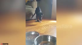 Dog who can’t walk after being trapped in a tiny cage hopes to find new home