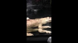Albino Alligator gets a hard catch!! Rat won’t give up!!!