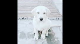 Cute puppy taking #shakehand