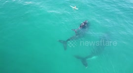 Incredible drone footage captures paddleboarder's encounter with 'curious, gentle' whales
