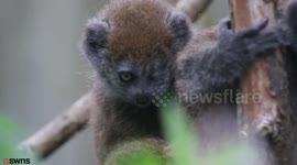 Baby lemur thriving after undergoing life-saving operation to remove eye at just two weeks old