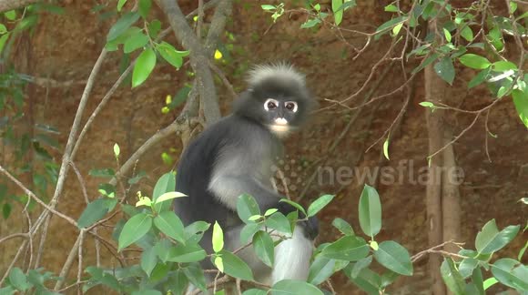 Cheeky, cute monkeys amuse tourists in Prachuap, Thailand