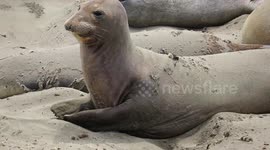 Elephant seal with itchy finger