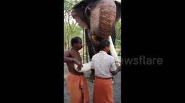 Abuse outcry after elephant gets prosthetic tusk