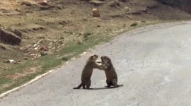 Male marmots engage in paw-to-paw combat to get the girl
