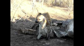 Hyena escaped death by hiding in a dead Elephants Bum